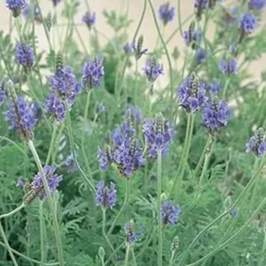 Spanish Lavender Live Plant – Purple Blooms – Scented – 4 inch Tall Starter - Image 2