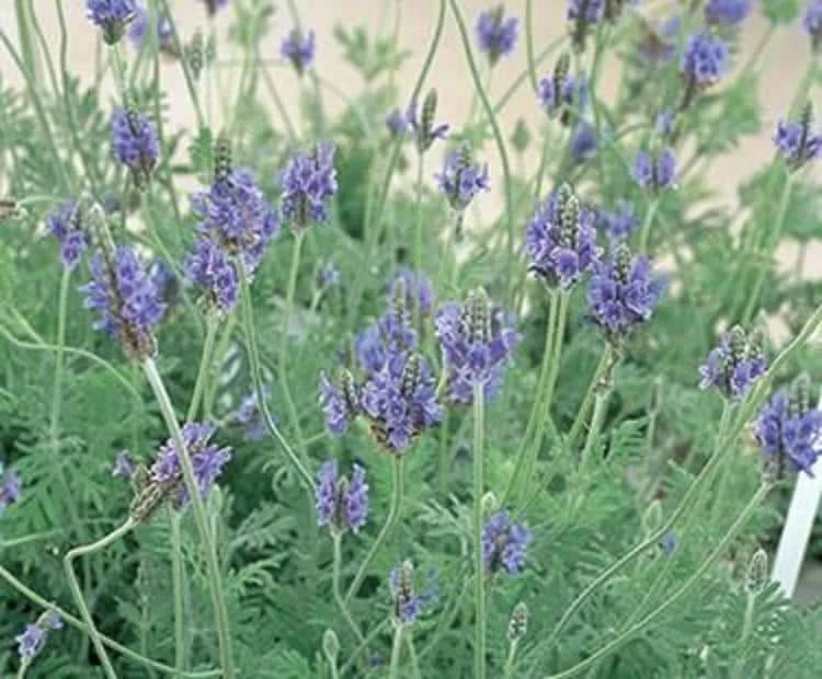Spanish Lavender Live Plant – Purple Blooms – Scented – 4 inch Tall Starter - Image 2