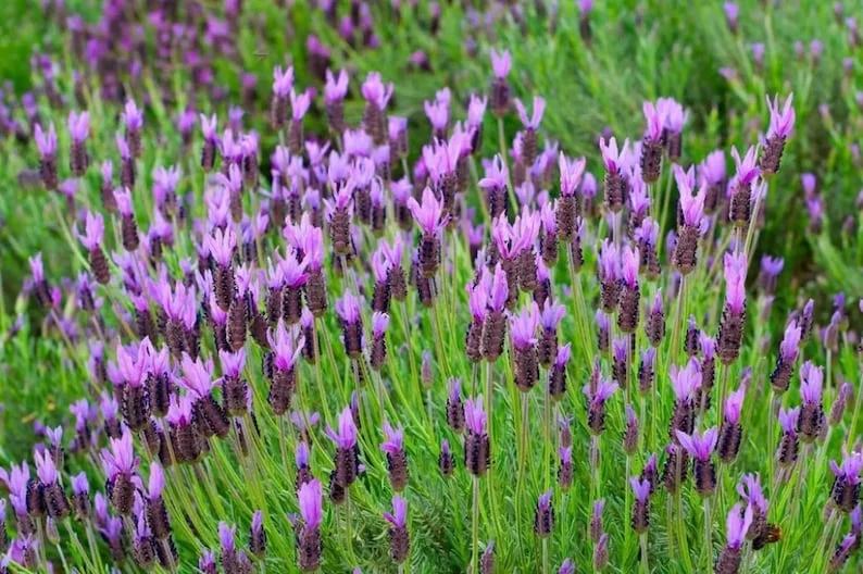 Spanish Lavender Live Plant – Purple Blooms – Scented – 4 inch Tall Starter - Image 1