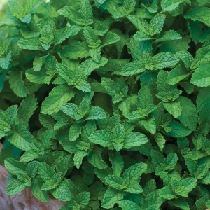 Spearmint Live Plant - 2 Starter Herb Plants, Mentha Spicata, Culinary & Tea - Image 2