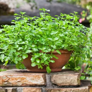 Spearmint Live Plant - 2 Starter Herb Plants, Mentha Spicata, Culinary & Tea - Image 3