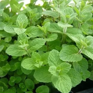 Spearmint Live Plant - 2 Starter Herb Plants, Mentha Spicata, Culinary & Tea - Image 4