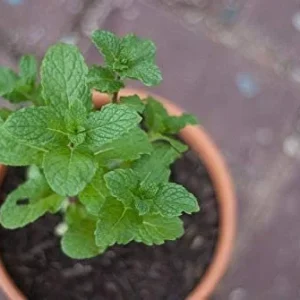 Spearmint Live Plant - 2 Starter Herb Plants, Mentha Spicata, Culinary & Tea - Image 5