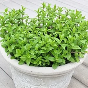 Spearmint Live Plant - 2 Starter Herb Plants, Mentha Spicata, Culinary & Tea - Image 6