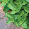 Spearmint Live Plant - 2 Starter Herb Plants, Mentha Spicata, Culinary & Tea - Image 1