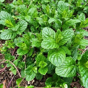 Spearmint Live Plant – Herb – 4-inch Tall – Potted - Image 2