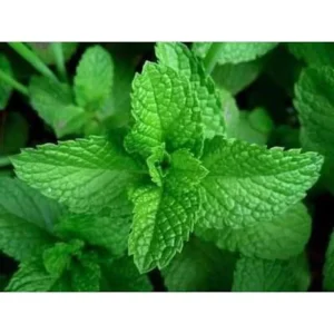 Spearmint Live Plant – Herb – 4-inch Tall – Potted - Image 3