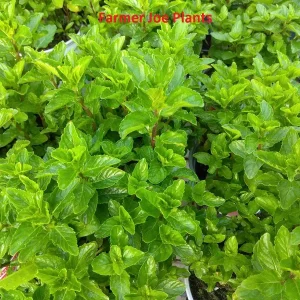 Spearmint Live Plant – Herb – 4-inch Tall – Potted - Image 1