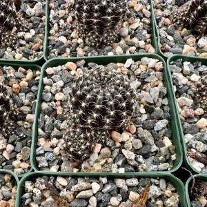 Spider Web Cactus Live Plant, Lobivia Arachnacantha, 3.5 Inch Pot, Indoor/Outdoor - Image 3