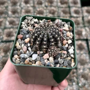 Spider Web Cactus Live Plant, Lobivia Arachnacantha, 3.5 Inch Pot, Indoor/Outdoor - Image 1