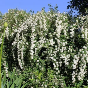 Spiraea 'June Bride' Live Plant - White Flowering Shrub, 6-8 Inch Starter Plant, Outdoor - Image 2