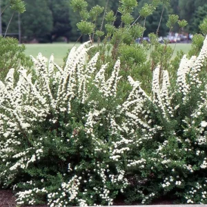 Spiraea 'June Bride' Live Plant - White Flowering Shrub, 6-8 Inch Starter Plant, Outdoor - Image 1