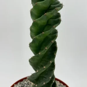 Spiral Cactus Cereus Forbesii Spiralis Live Plant – 6 inch Pot – Rare Indoor Cactus - Image 2