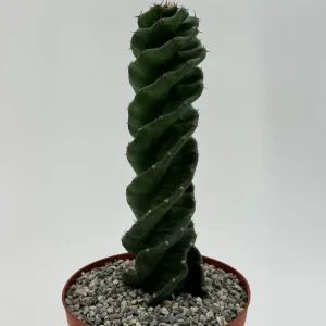 Spiral Cactus Cereus Forbesii Spiralis Live Plant – 6 inch Pot – Rare Indoor Cactus - Image 3