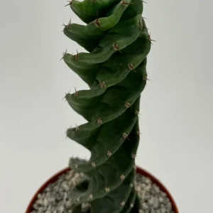 Spiral Cactus Cereus Forbesii Spiralis Live Plant – 6 inch Pot – Rare Indoor Cactus - Image 4