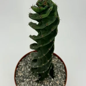 Spiral Cactus Cereus Forbesii Spiralis Live Plant – 6 inch Pot – Rare Indoor Cactus - Image 1