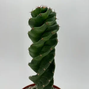 Spiral Cactus Cereus Forbesii Spiralis Live Plant – 6 inch Pot – Rare Indoor Cactus - Image 5