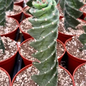 Spiral Cactus Live Plant - Cereus Forbesii Spiralis - Rare Twisted Columnar Succulent - 3" or 6" Pot - Indoor/Outdoor - Image 2
