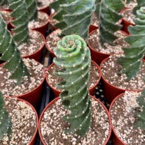 Spiral Cactus Live Plant - Cereus Forbesii Spiralis - Rare Twisted Columnar Succulent - 3
