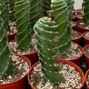 Spiral Cactus Live Plant - Cereus Forbesii Spiralis - Rare Twisted Columnar Succulent - 3