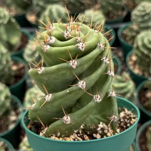 Spiral Cactus Live Plant - Cereus Forbesii Spiralis - Rare Twisted Columnar Succulent - 3