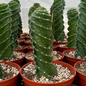 Spiral Cactus Live Plant - Cereus Forbesii Spiralis - Rare Twisted Columnar Succulent - 3" or 6" Pot - Indoor/Outdoor - Image 1