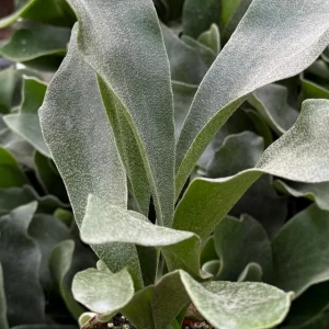 Staghorn Fern Live Plant - Platycerium Bifurcatum Hanging Houseplant - Image 2