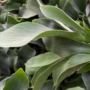 Staghorn Fern Live Plant - Platycerium Bifurcatum Hanging Houseplant - Image 1