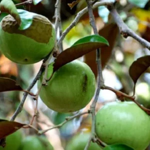 Star Apple Green Live Plant – Half Gallon Pot – Tropical Fruit Tree - Image 2