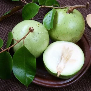 Star Apple Green Live Plant – Half Gallon Pot – Tropical Fruit Tree - Image 3
