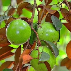 Star Apple Green Live Plant – Half Gallon Pot – Tropical Fruit Tree - Image 1