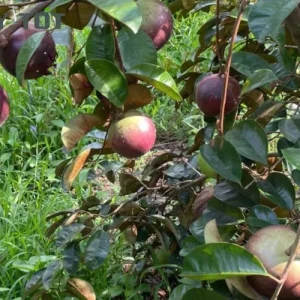 Star Apple Purple Live Plant – Half Gallon Pot – Tropical Fruit Tree - Image 3