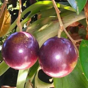 Star Apple Purple Live Plant – Half Gallon Pot – Tropical Fruit Tree - Image 1
