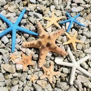 Starfish Sampler Pack - 9 Real Assorted Starfish for Decor & Crafts, 1-4 inch - Image 2
