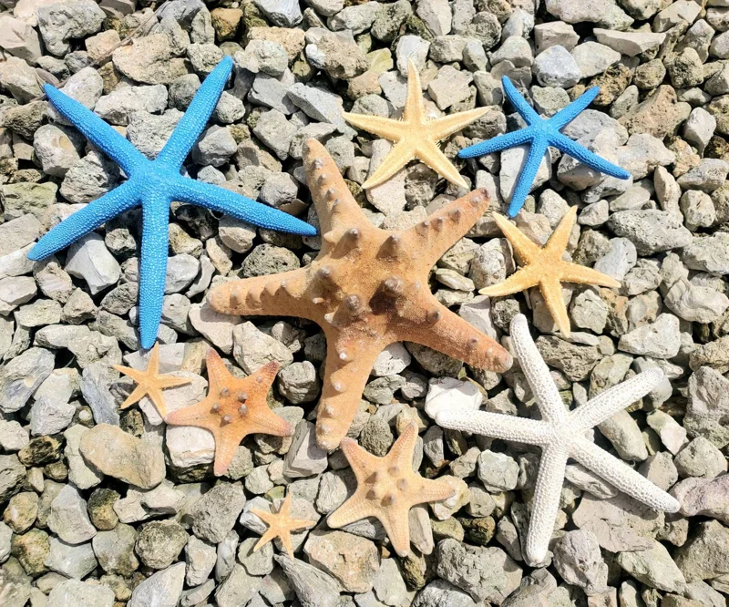 Starfish Sampler Pack - 9 Real Assorted Starfish for Decor & Crafts, 1-4 inch - Image 2