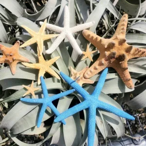 Starfish Sampler Pack - 9 Real Assorted Starfish for Decor & Crafts, 1-4 inch - Image 1
