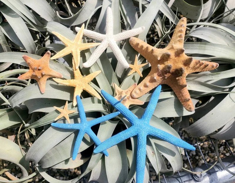 Starfish Sampler Pack - 9 Real Assorted Starfish for Decor & Crafts, 1-4 inch - Image 1