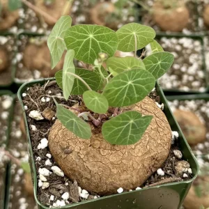 Stephania Cepharantha Live Plant - Rare Caudex Succulent in 4-6 inch Pot - Image 2