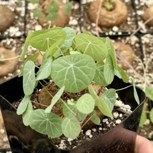 Stephania Cepharantha Live Plant - Rare Caudex Succulent in 4-6 inch Pot - Image 3