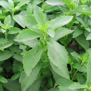 Stevia Live Plants (3-Pack) - Sweetleaf Herb Starter Plants for Natural Sweetener, USDA Zones 8-11 - Image 2