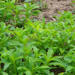 Stevia Live Plants (3-Pack) - Sweetleaf Herb Starter Plants for Natural Sweetener, USDA Zones 8-11 - Image 3