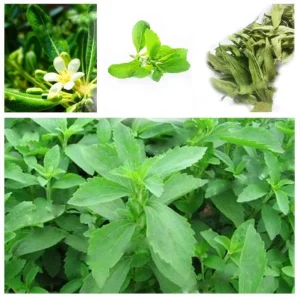 Stevia Live Plants (3-Pack) - Sweetleaf Herb Starter Plants for Natural Sweetener, USDA Zones 8-11 - Image 4
