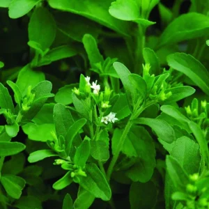 Stevia Live Plants (3-Pack) - Sweetleaf Herb Starter Plants for Natural Sweetener, USDA Zones 8-11 - Image 5