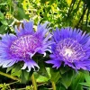 Stokesia Blue Danube Live Plant - Starter Plant, Deep Blue Flowers, Zones 5-9 - Image 1