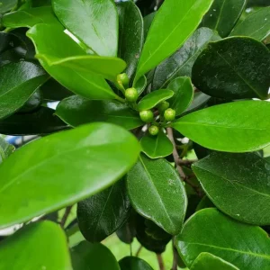 Strawberry Guava Live Plant – 4 inch Pot – Tropical Fruit Shrub - Image 2