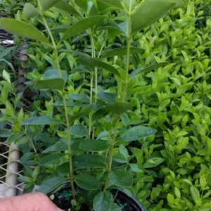 Strawberry Guava Live Plant – Half Gallon Pot – Edible Fruit Bush - Image 2