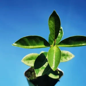 Strawberry Guava Live Plant, Psidium cattleyanum, 5-9 inch, Edible Fruit Tree, Indoor/Outdoor - Image 2