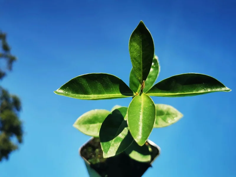 Strawberry Guava Live Plant, Psidium cattleyanum, 5-9 inch, Edible Fruit Tree, Indoor/Outdoor - Image 2