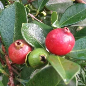 Strawberry Guava Live Plant, Psidium cattleyanum, 5-9 inch, Edible Fruit Tree, Indoor/Outdoor - Image 3