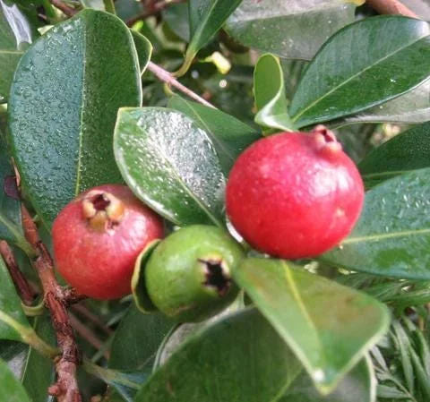 Strawberry Guava Live Plant, Psidium cattleyanum, 5-9 inch, Edible Fruit Tree, Indoor/Outdoor - Image 3